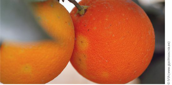 Daños de Ceratitis capitata en naranja