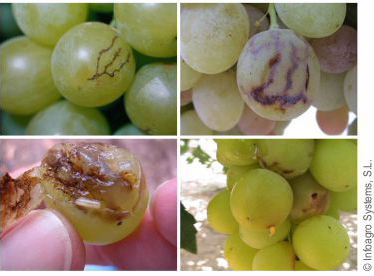 Daños de Ceratitis capitata en uva