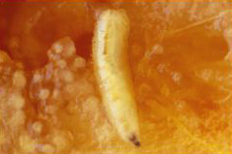Larva de Ceratitis capitata