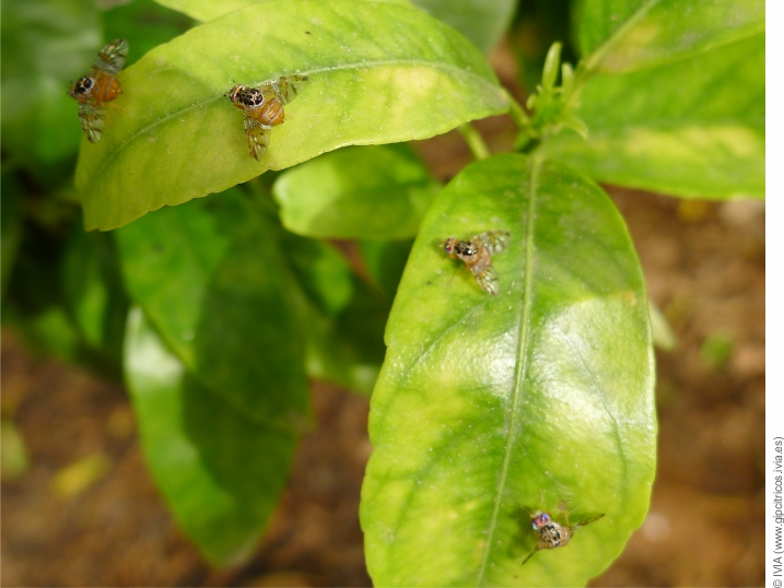 Ceratitis en hojas