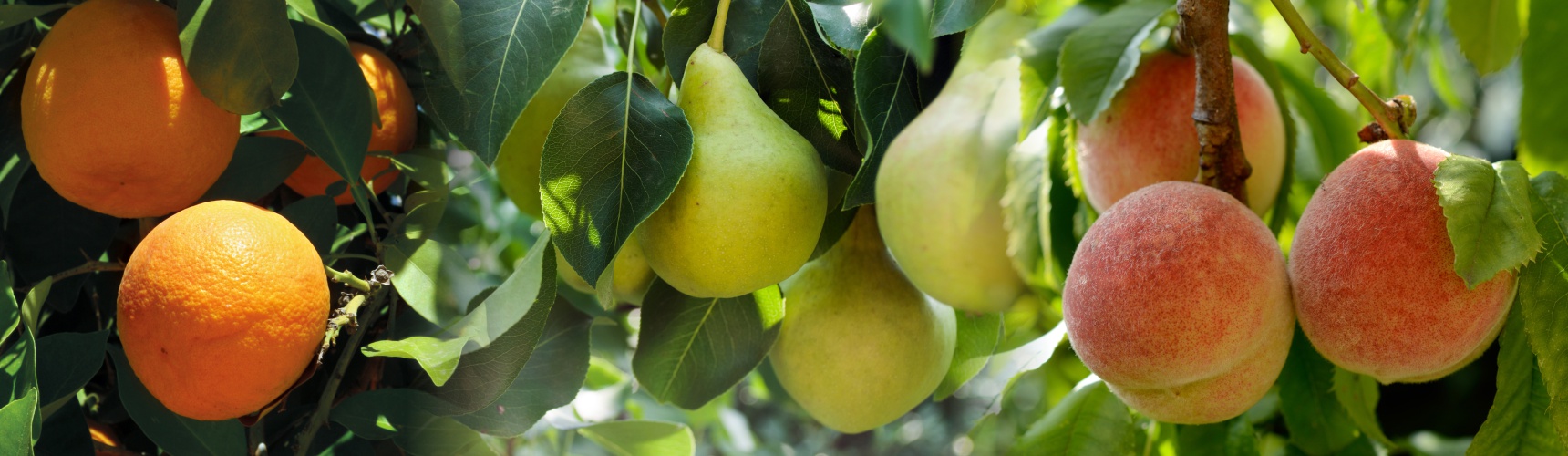 frutos a los que afecta la mosca de la fruta: pera, melocotón y manzana